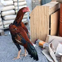 مرغ و خروس لاری|حیوانات مزرعه|اشنویه, |دیوار