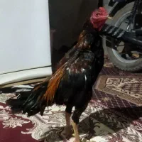 مرغ خروس فروشی|حیوانات مزرعه|سراوان, |دیوار