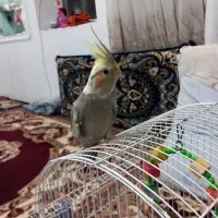 عروس هلندی|پرنده|تبریز, |دیوار