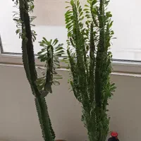 افوربیا سبز|گل و گیاه طبیعی|گرمدره, |دیوار