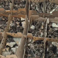 تخم نطفه دار بوقلمون|حیوانات مزرعه|مشهد, شهرک ابوذر|دیوار