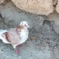 کبوتر