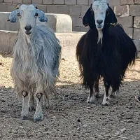 بز جمل زا پر شیر، میش، بر