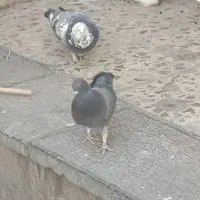 جوجه تازه دونخورشده|پرنده|خمینیشهر, |دیوار