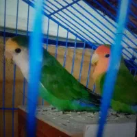 طوطی تخم و جوجه ای