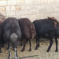 18میش افشاراصل عروسک ابستن کلی هرراس52قاین هستن