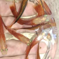 ماهی دم شمشیری|ماهی|بندر انزلی, معلم|دیوار