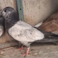 جوجه کفترگمشده