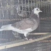 کفتر