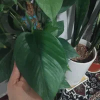 پیوست چماقی|گل و گیاه طبیعی|سیرجان, |دیوار