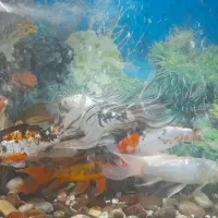 ماهی کوی درشت