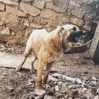 سگ نر|سگ|اسدآباد, |دیوار