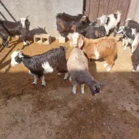 سلام‌۲۰راس‌بزغاله‌نرماده‌چاق‌‌دونه‌ی‌۵میلیون