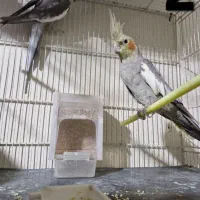 عروس هلندی|پرنده|شیروان (خراسان), |دیوار