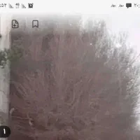 باسلام خدمت همشهریان عزیز هرس کردن انواع درختان