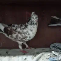 کفتر پرشی کبوتر|پرنده|علی‌آباد کتول, |دیوار