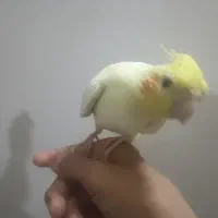 فروش عروس هلندی|پرنده|خوسف, |دیوار