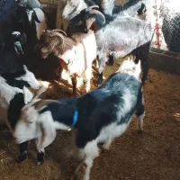 بزوبیگداشتی|حیوانات مزرعه|دزفول, |دیوار