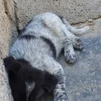 توله سگ قدرجونی دونه ۷تومن