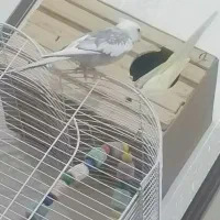 عروس هلندی نروماده با قفس