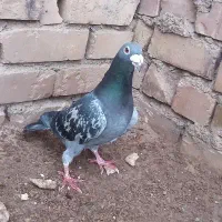 کفتر سبز نر