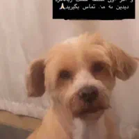 گمشده بلوار جمهوری|سگ|شیراز, جمهوری|دیوار