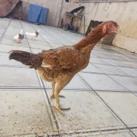 مرغ لاری درجه یک افغان بدن دار