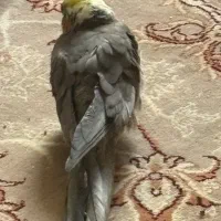 جوجه عروس هلندی ۲ماه|پرنده|شیراز, جوادیه|دیوار