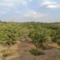 باغ زراعی قیمت مناسب