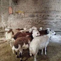 بره قورچ تخمی|حیوانات مزرعه|بروجرد, |دیوار