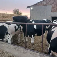 فروش گاو گوساله نر