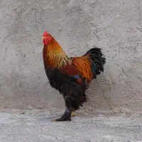 مرغ و خروس و جوجه برهما