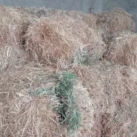 گوسفندعلف پیچک