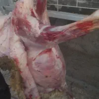 کهره چاق زیر قیمت بازار