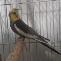 طوطی عروس جفت کارداده بشرط