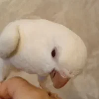 راهب نر بالغ|پرنده|کهریزک, |دیوار