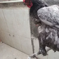 مرغ برهما