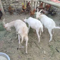 بزغاله سانن اصیل