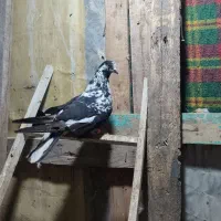 کبوتر|پرنده|بندر ترکمن, |دیوار