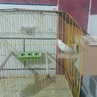 فنج مصری|پرنده|شادگان, |دیوار