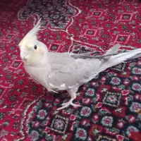 عروس هلندی جفت