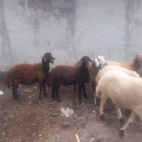فروش طوقلی نر
