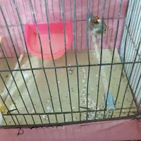 سهره کرمانی نر|پرنده|اقبالیه, |دیوار