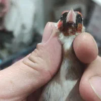 سهره ماده  چونه . گلبسر نر