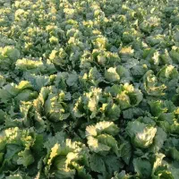 اجاره زمین کشاورزی ۵ هکتاری با ۱/۳ هکتار گلخانه|اجارهٔ دفتر صنعتی، کشاورزی، تجاری|نظرآباد, شهرک صنعتی سپهر|دیوار