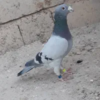 کبوتر سبز مگس سوسکی چاپی بور