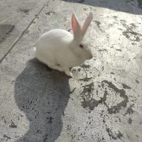 خرگوش خانگی|موش و خرگوش|مهاباد (آذربایجان غربی), |دیوار