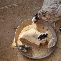 جوجه گلین|حیوانات مزرعه|کوه چنار, |دیوار