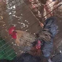 معاوضه مرغ با کبوتر مریض و کت|حیوانات مزرعه|چناران, |دیوار