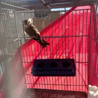 سهره ماده|پرنده|هشتگرد, شهرک بعثت|دیوار